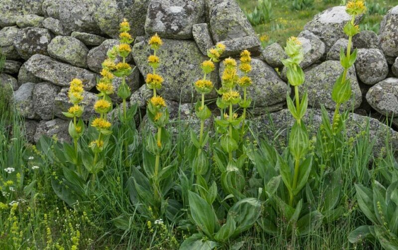 岩手県盛岡市 Iphone スマホ高価買取店舗紹介 21年6月最新 リンクサス買取