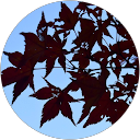 ff CINEMAS profile picture